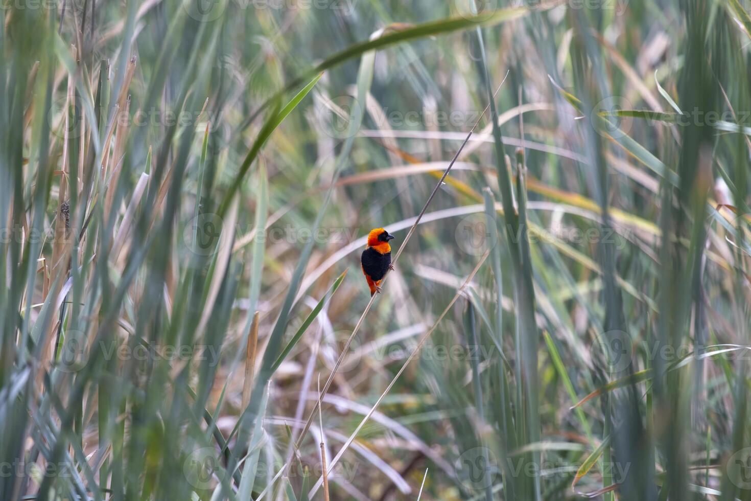 Picture of a colorful orix weaver bird sitting in grass in Namibia photo
