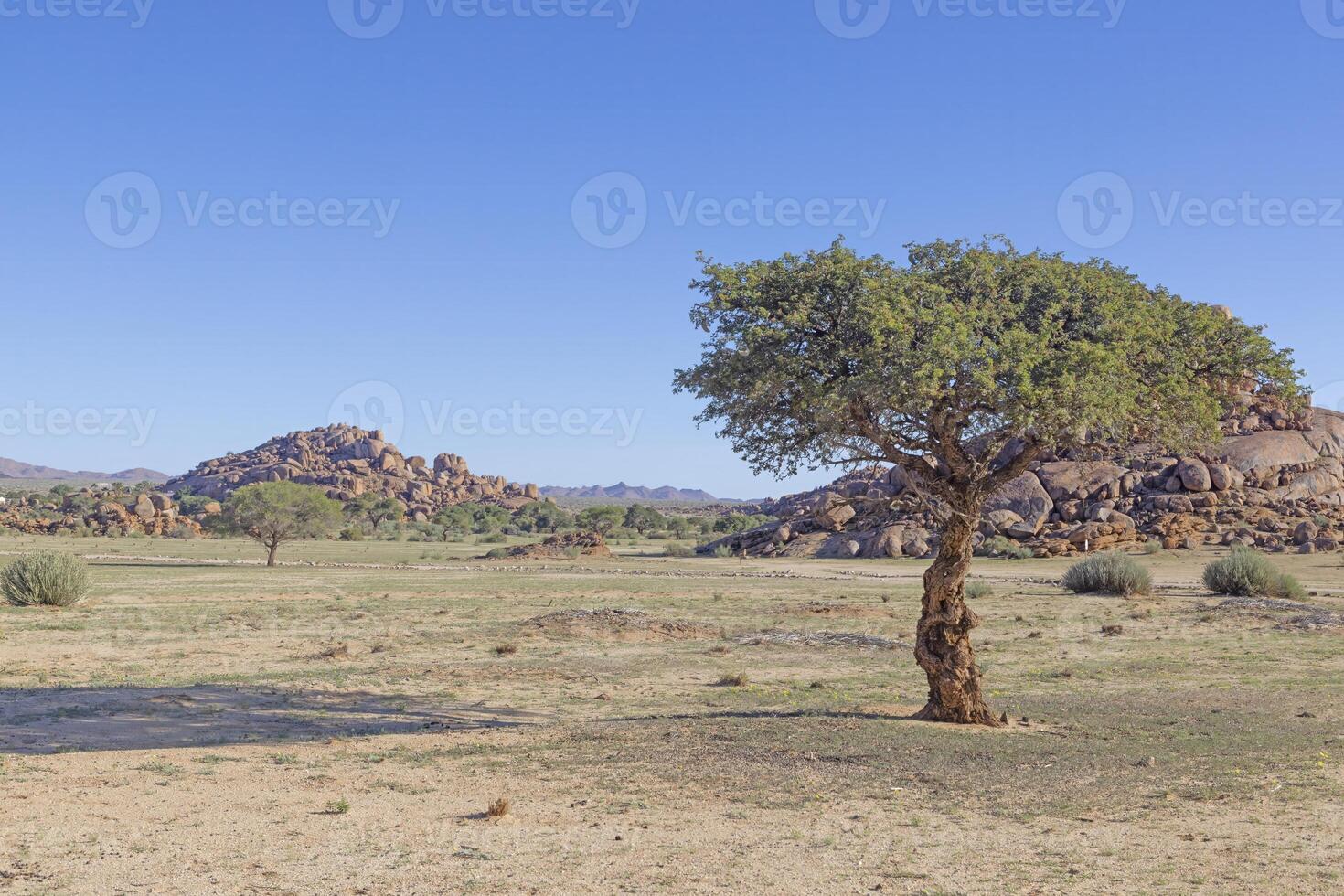 Picture of an acacia tree in front of a rock formation in southern Namibia near Fish River Canyon photo
