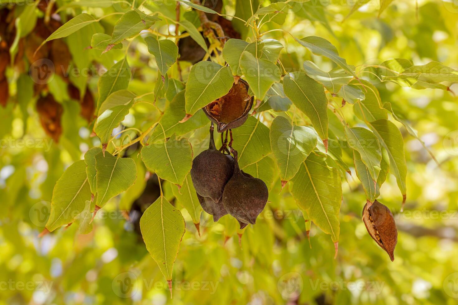 Close up picture of brown fruit growing between green leafs photo