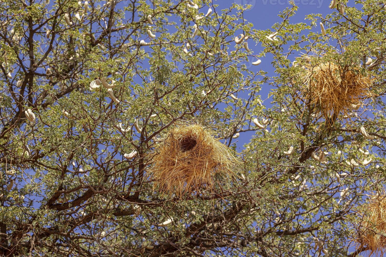 Picture of some waver bird nest in a tree in Namibia photo