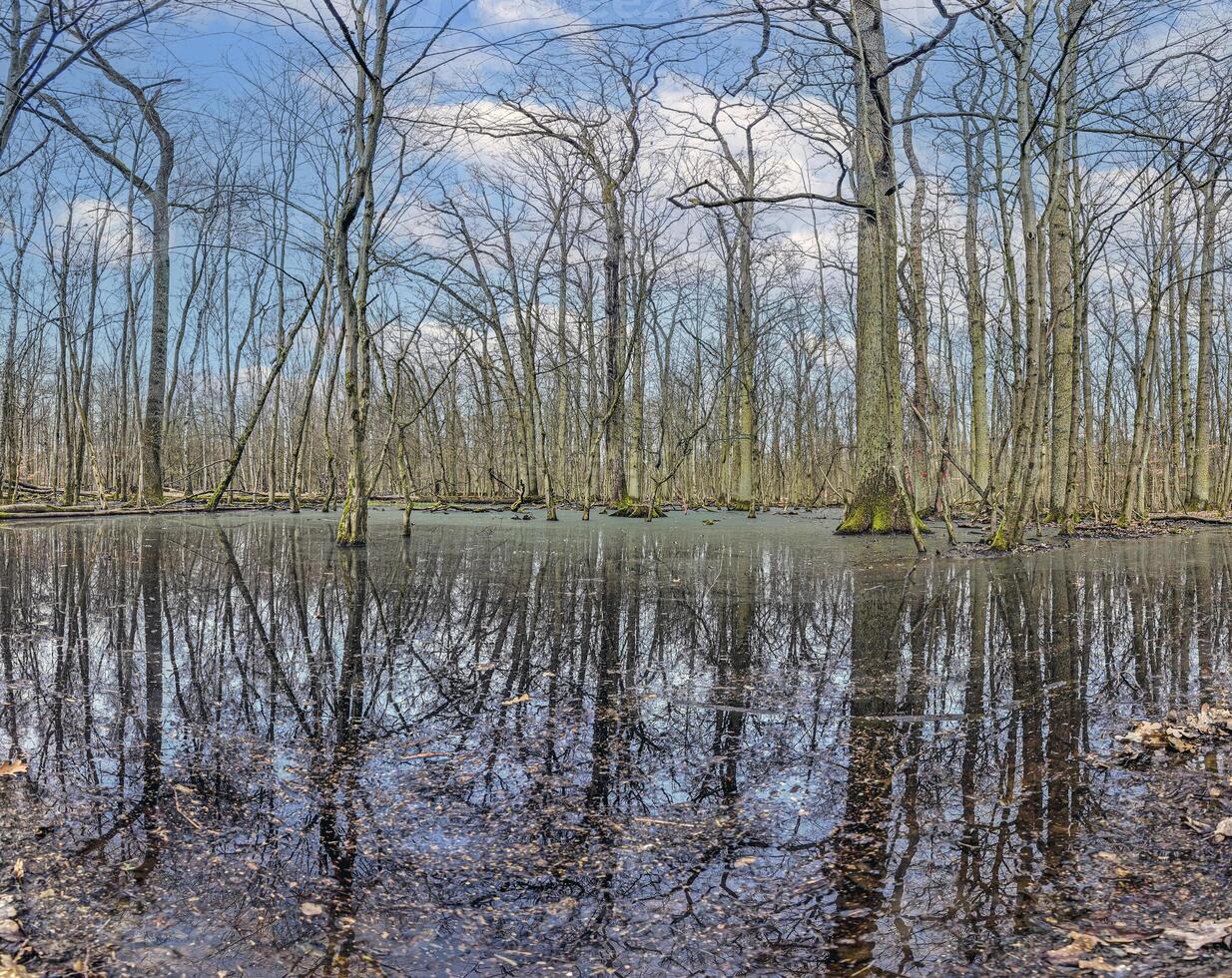 Image of leafless trees standing in a swamp and reflected in the water photo