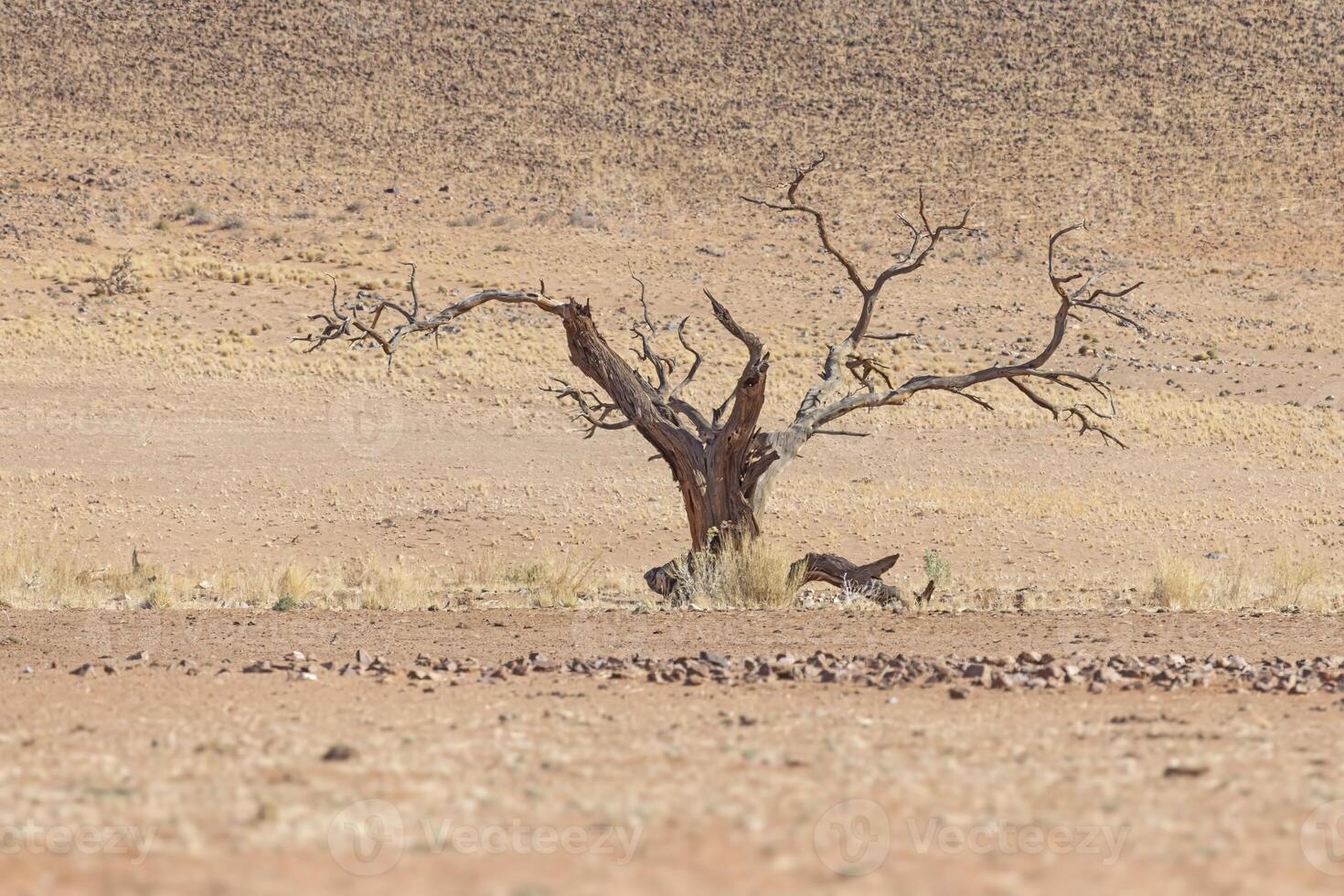 Picture of a dead acacia tree in a dry desert landscape in Namibia during the day photo