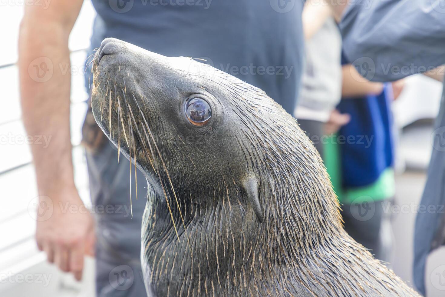 Picture of a tame seal on a boat with tourists off Walvis Bay in Namibia photo