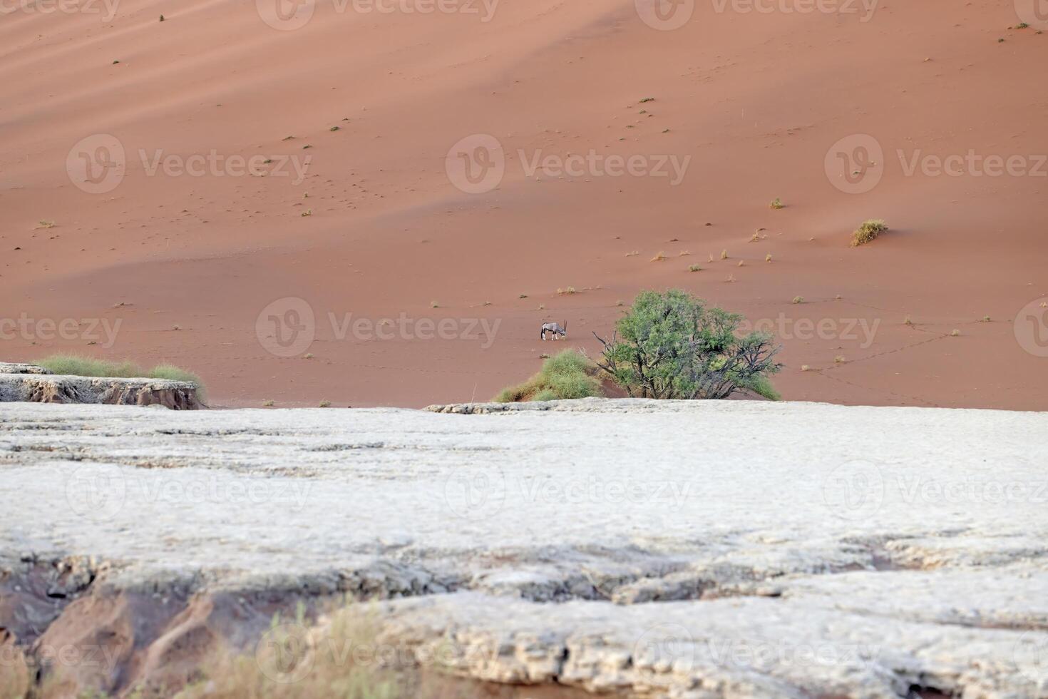 Picture of an Oryx antelope standing in front of a dune in the Namib desert photo
