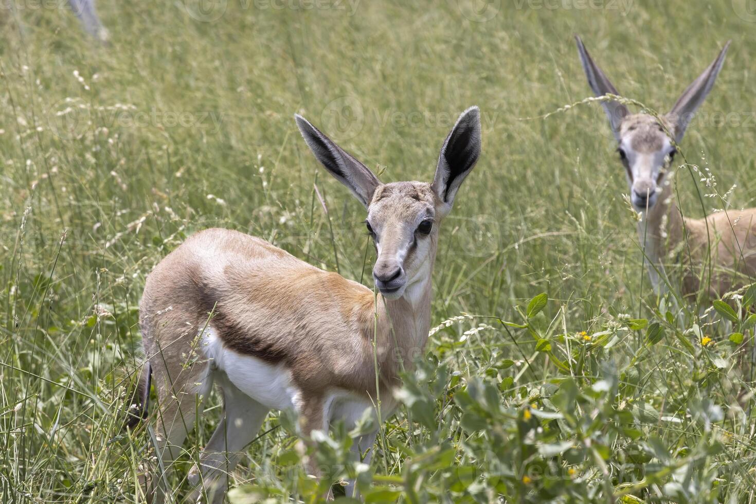 imagen de un gacela con cuernos en etosha nacional parque en Namibia foto