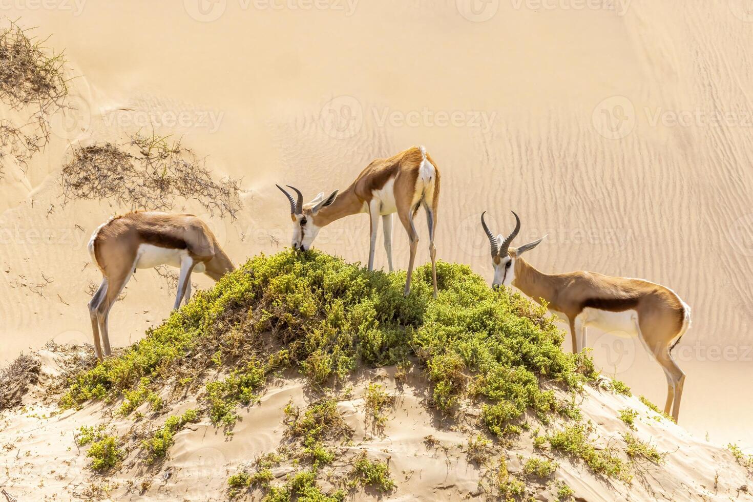 imagen de un grupo de gacelas con cuernos en en un arena duna en namib Desierto en Namibia foto