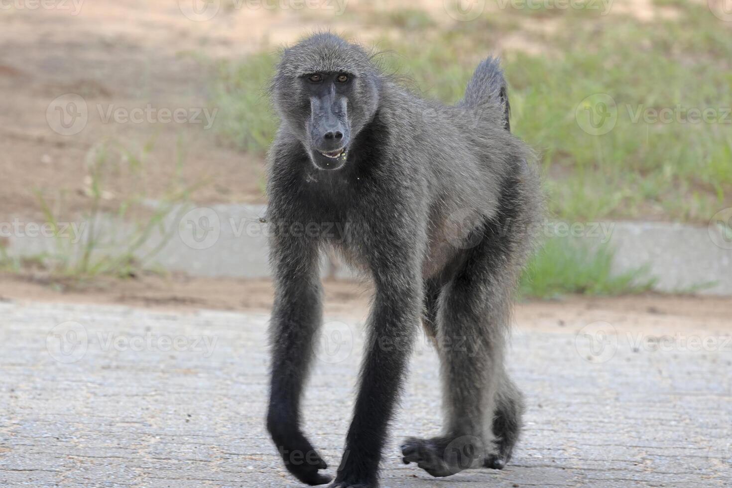 Picture of a single baboon in an open meadow in Namibia photo