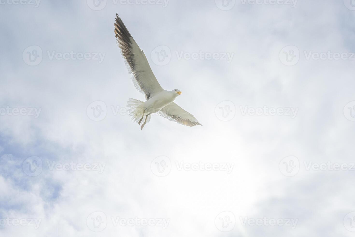 Image of a seagull in flight against a blue sky photo