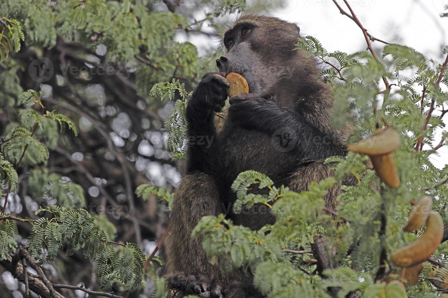 Picture of a single baboon sitting in a tree in Namibia photo