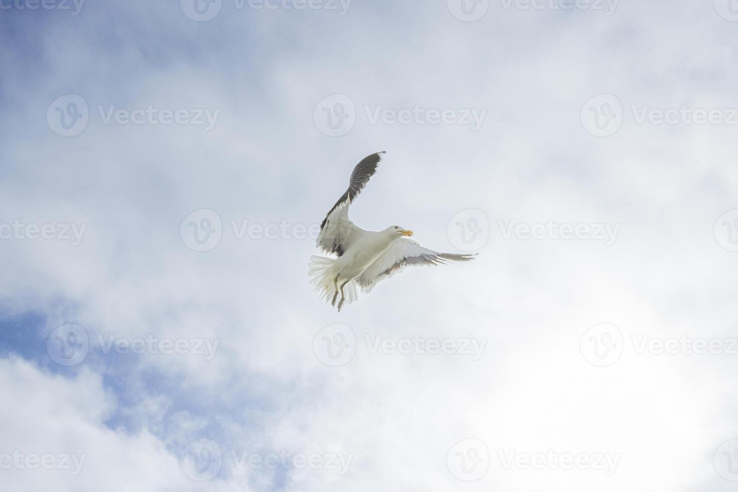 Image of a seagull in flight against a blue sky photo