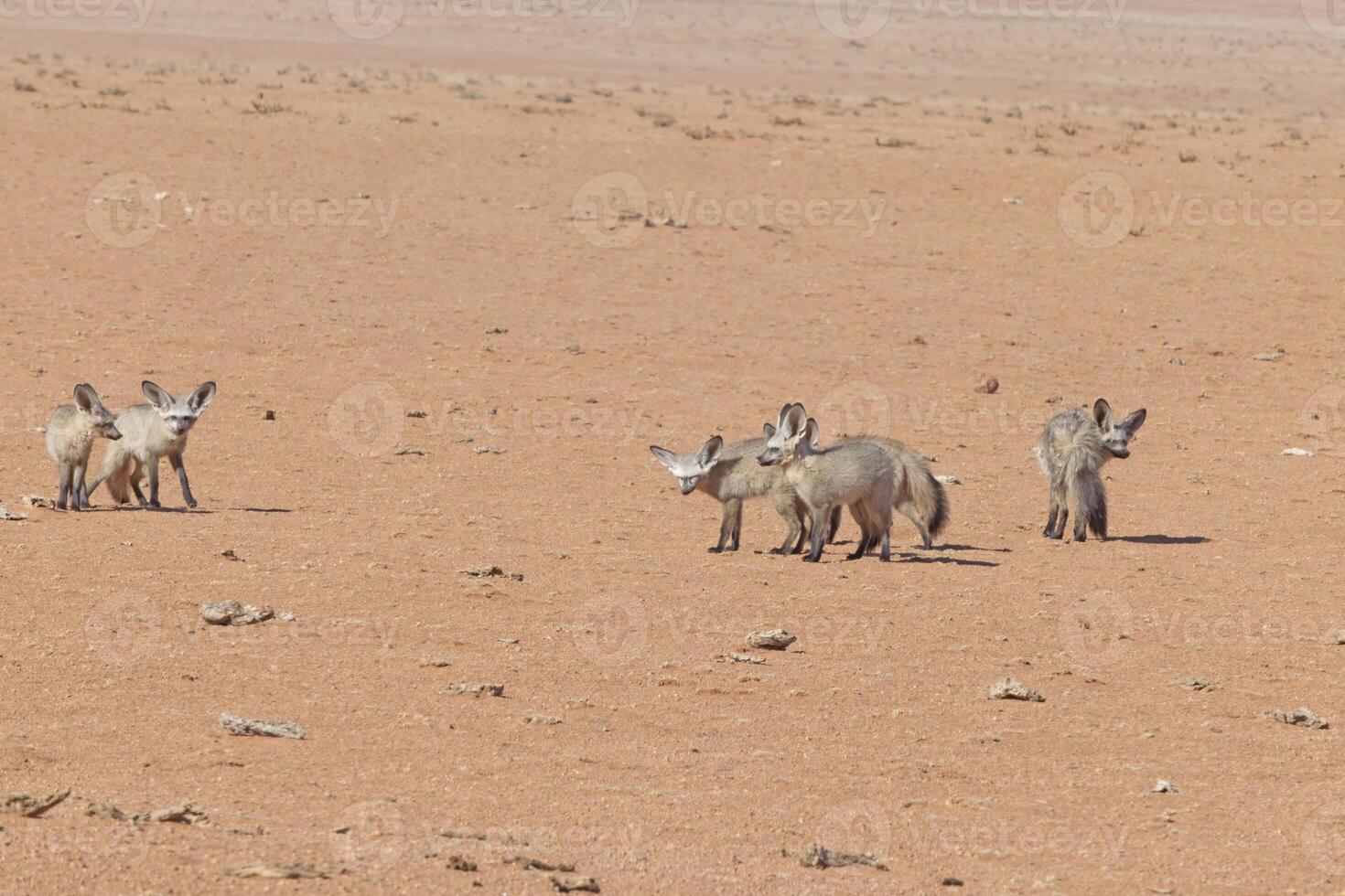 Picture of a group of fennecs on the edge of the Namib Desert in Namibia photo