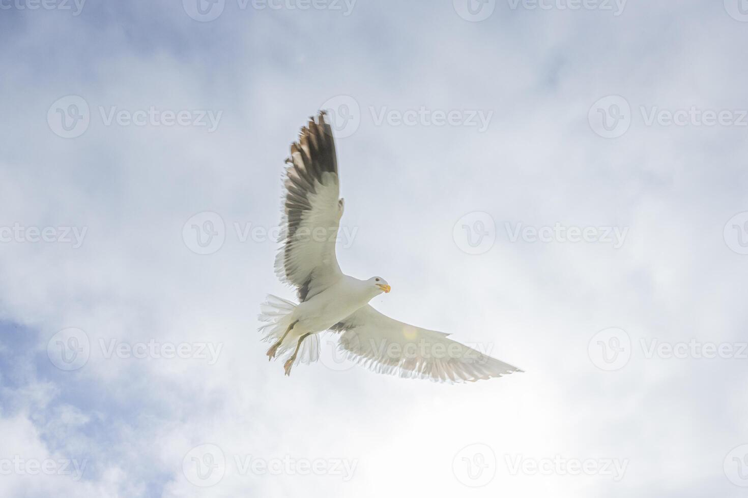 Image of a seagull in flight against a blue sky photo