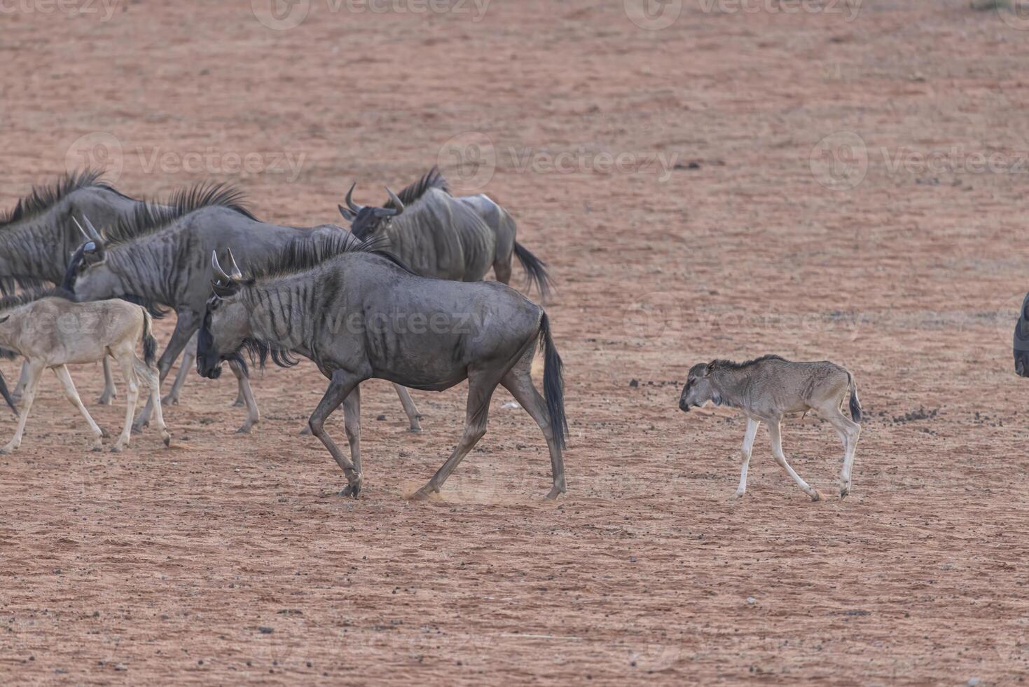 of a running herd of buffalo during the day in Etosha National Park in Namibia photo