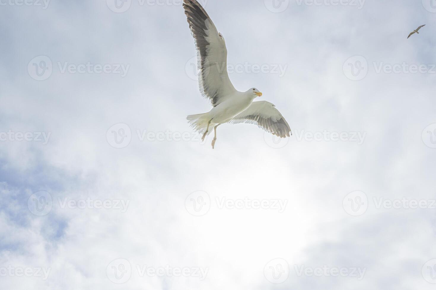 Image of a seagull in flight against a blue sky photo