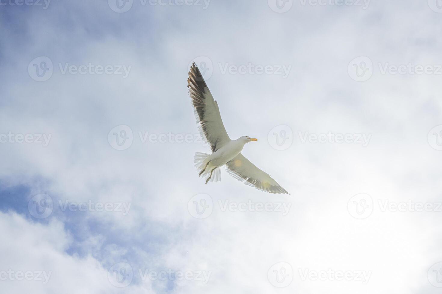 Image of a seagull in flight against a blue sky photo