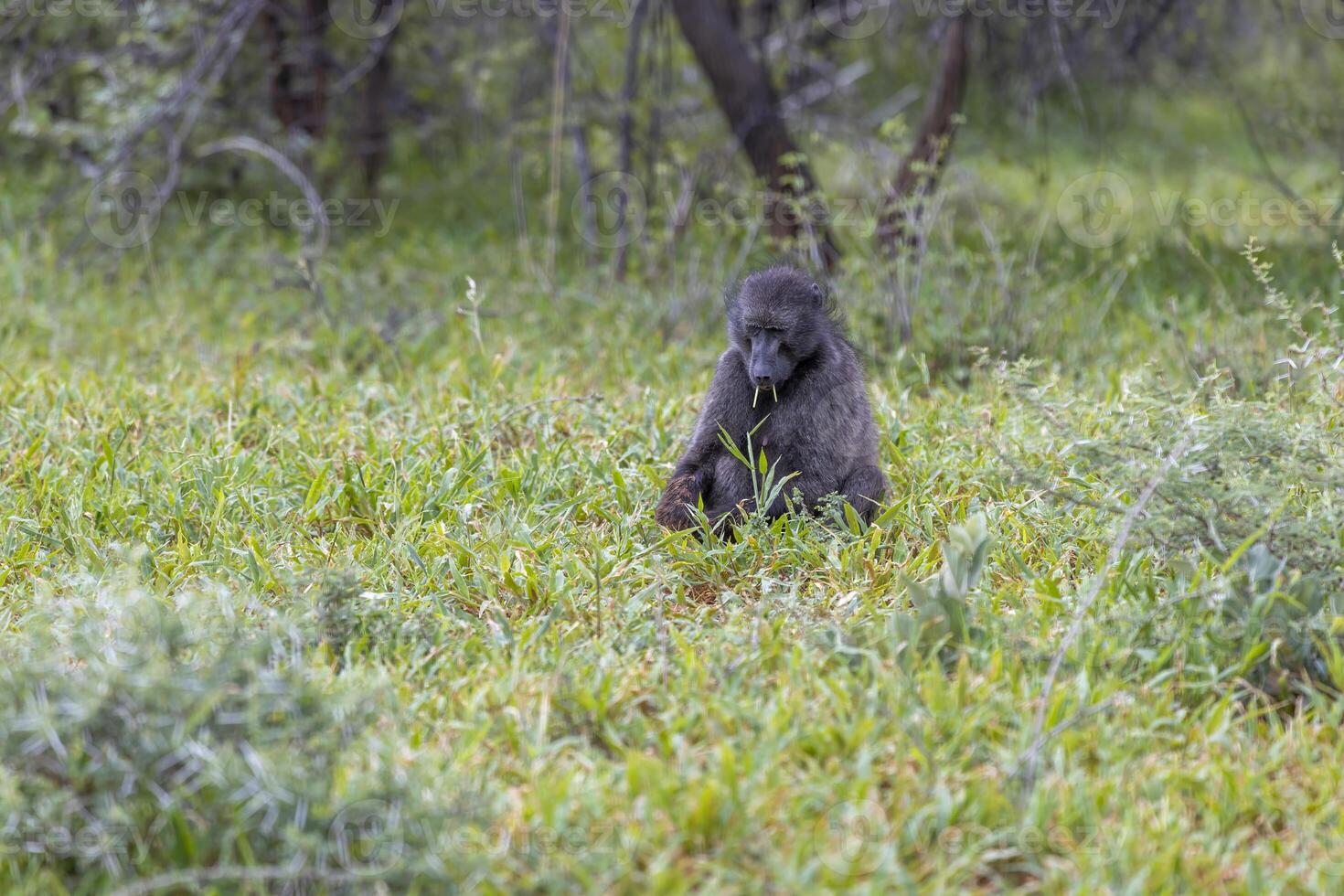 Picture of a single baboon sitting on an open meadow in Namibia photo