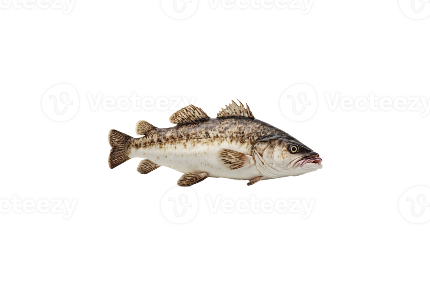 atlanten torsk färsk, gadus morhua, fisk av Grönland isolerat på transparent bakgrund, skära ut, eller klippning väg. png