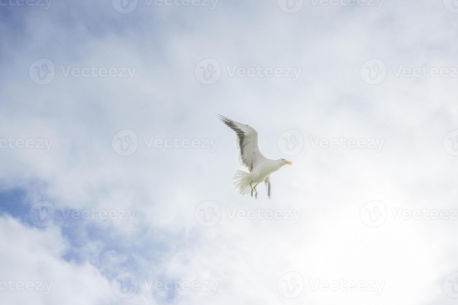 Image of a seagull in flight against a blue sky photo