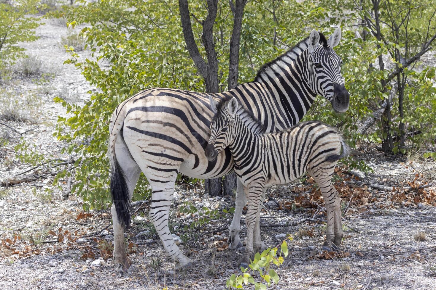 Picture of a zebra mother and foal between bushes and trees in Etosha National Park photo