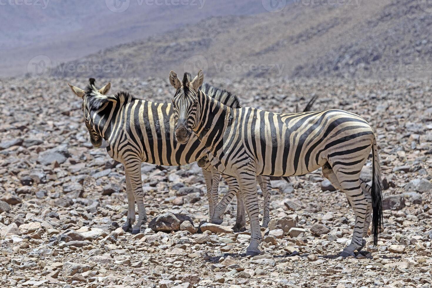 Picture of a group of zebras standing in a dry desert area in Namibia photo