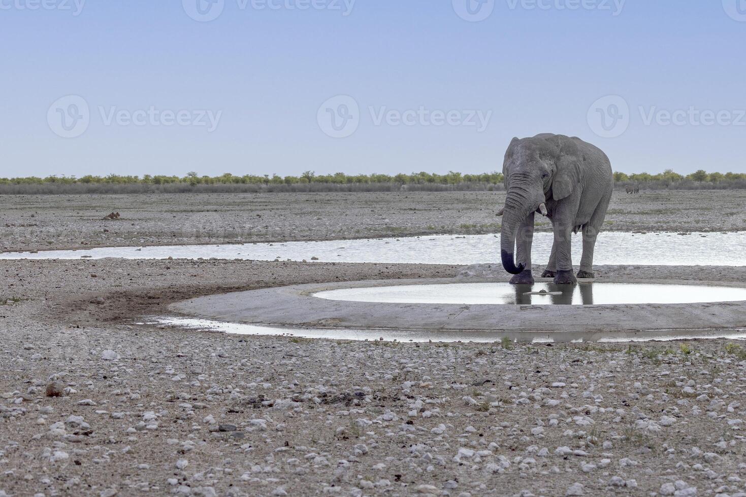 Picture of an drinking elephant at a waterhole in Etosha National Park in Namibia during the day photo