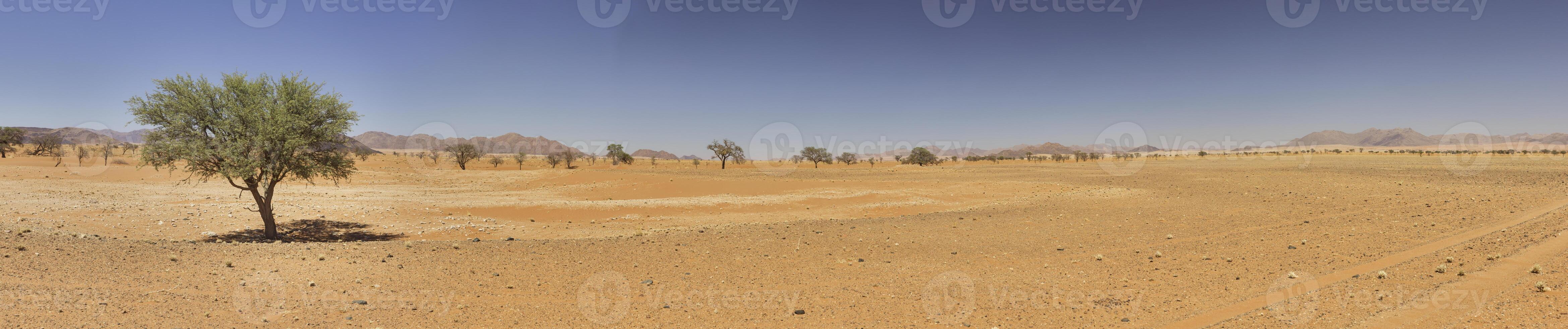 Panoramic picture of the red dunes of the Namib Desert in Namibia against a blue sky in the evening light photo