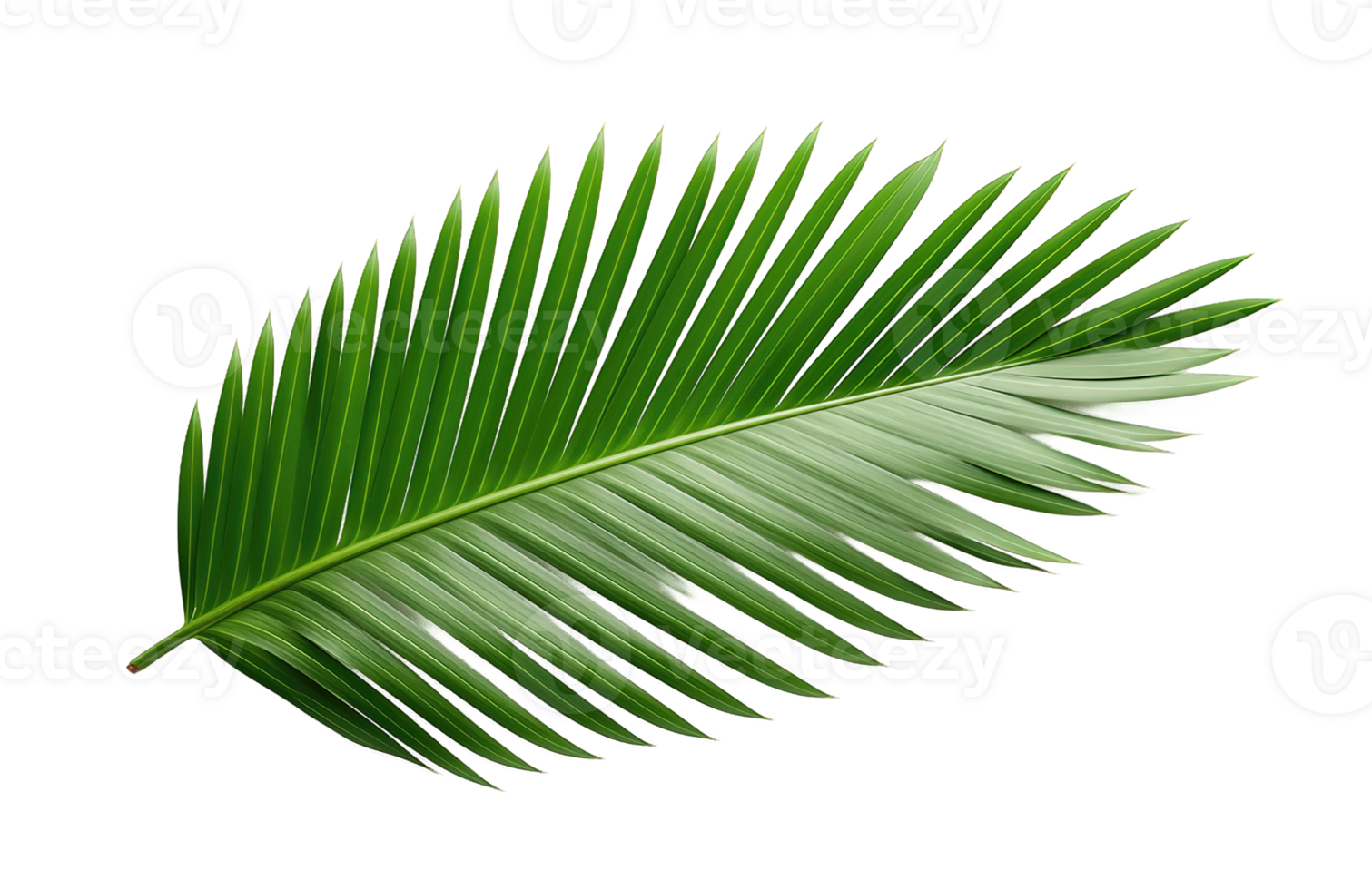 Palm leaf isolated on transparent background png