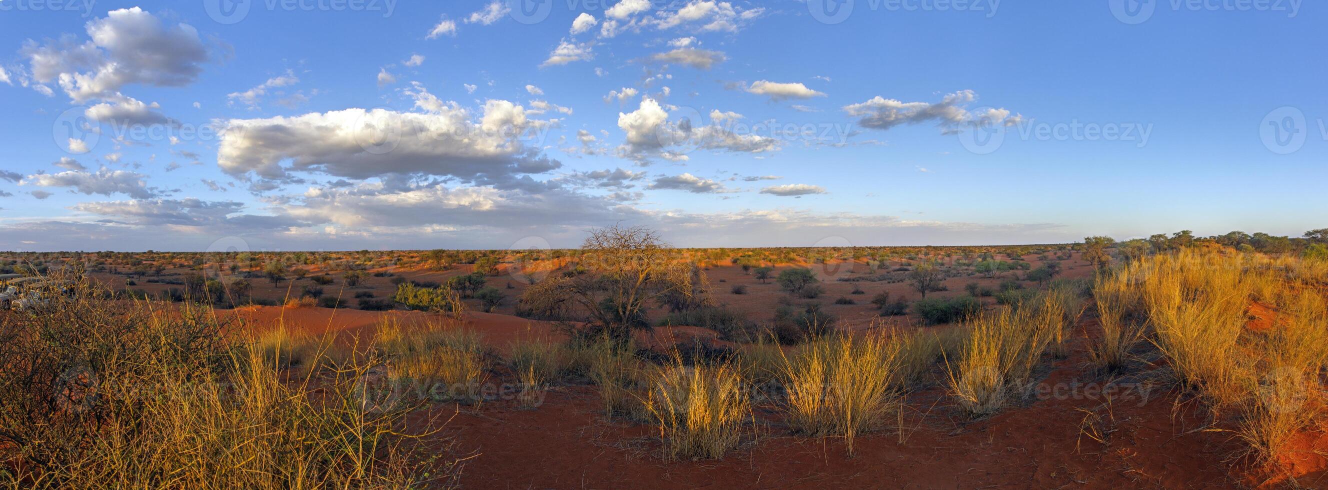 Panoramic picture over the Namibian Kalahari in the evening at sunset with blue sky and light clouds photo