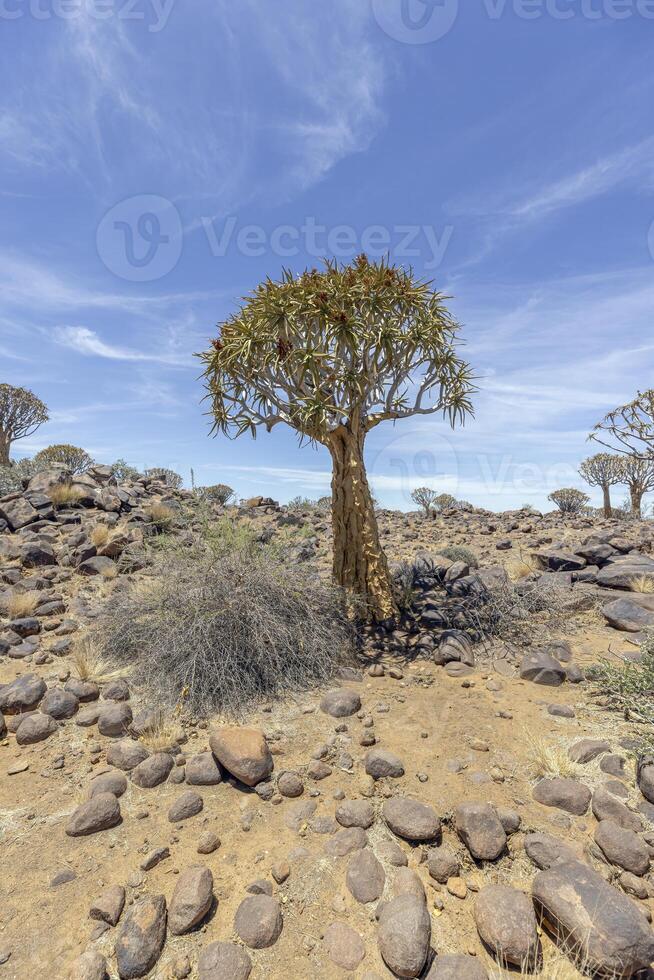 Panoramic picture of a quiver tree in the quiver tree forest near Keetmanshoop in southern Namibia photo