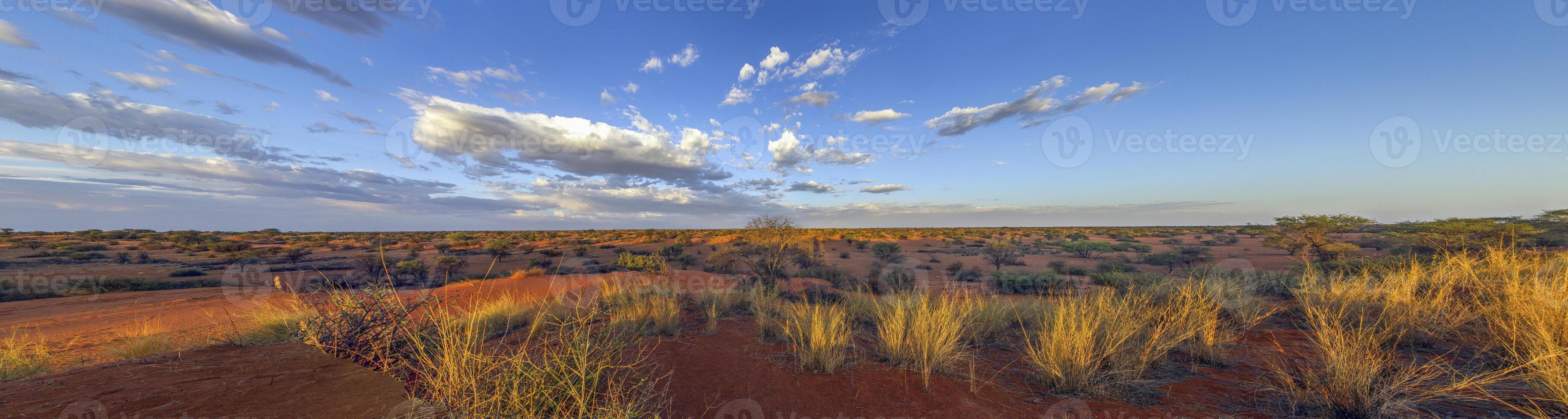 Panoramic picture over the Namibian Kalahari in the evening at sunset with blue sky and light clouds photo