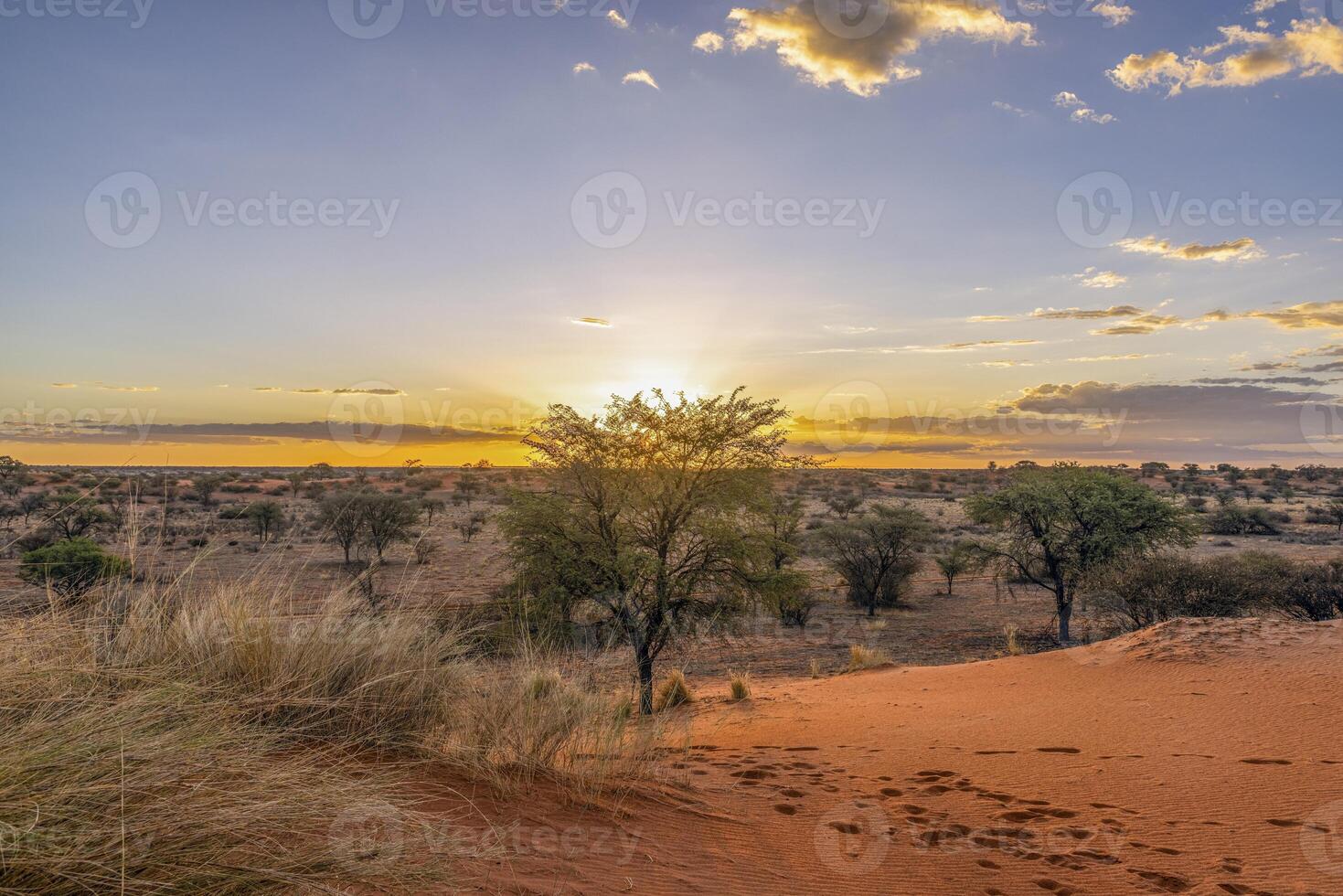 panorámico imagen terminado el namibio kalahari en el noche a puesta de sol con azul cielo y ligero nubes foto