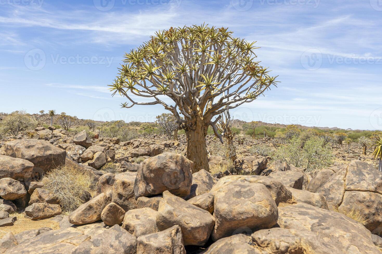 Panoramic picture of a quiver tree in the quiver tree forest near Keetmanshoop in southern Namibia photo
