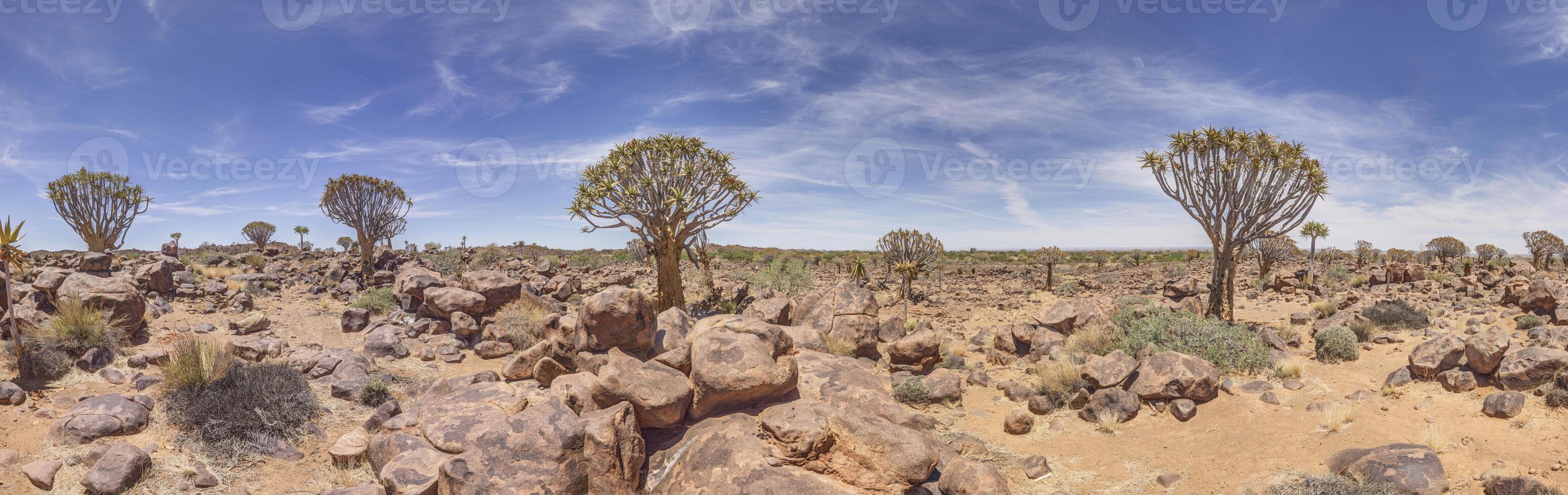 Panoramic picture of a quiver tree in the quiver tree forest near Keetmanshoop in southern Namibia photo