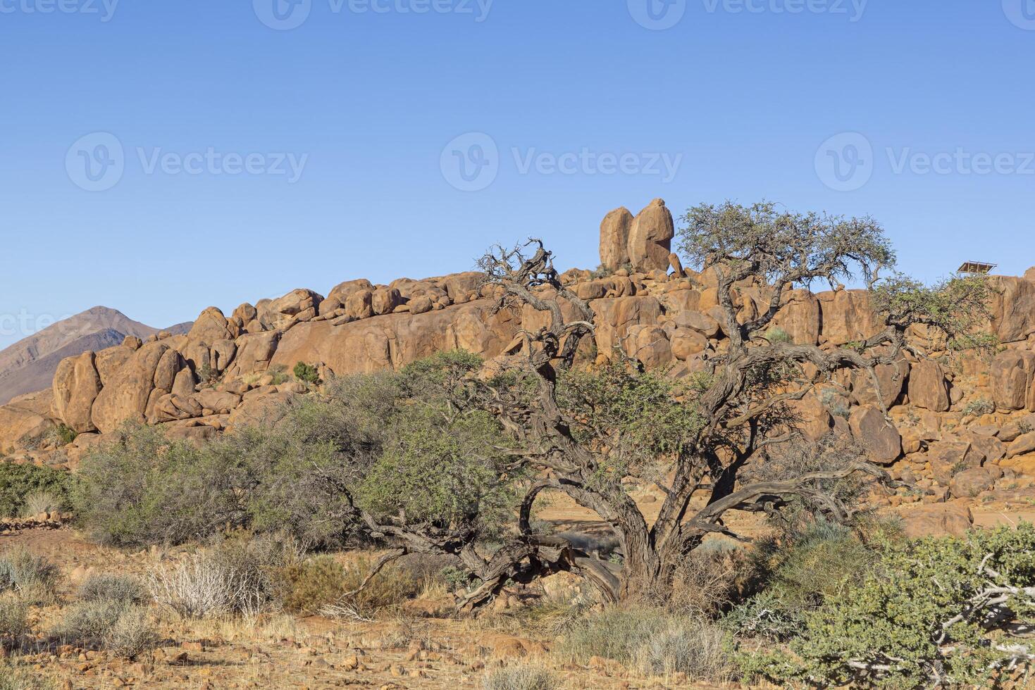 Desert landscape at Fish River Canyon in Namibia with acacia tree and rocky outcrop under clear blue sky photo