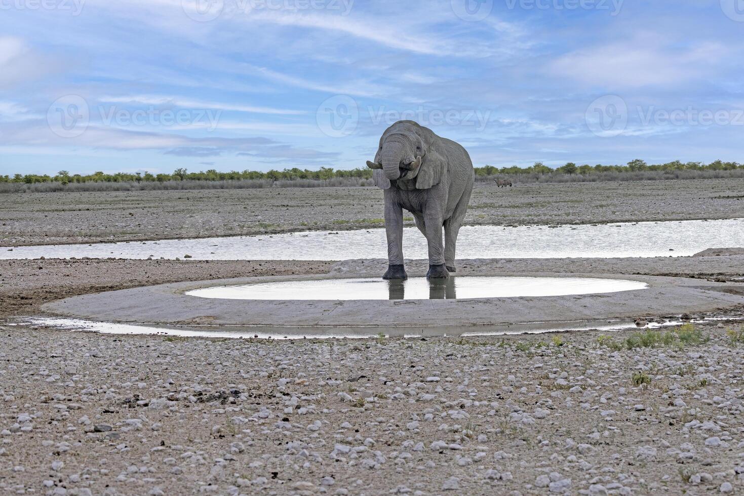 Picture of an drinking elephant at a waterhole in Etosha National Park in Namibia during the day photo