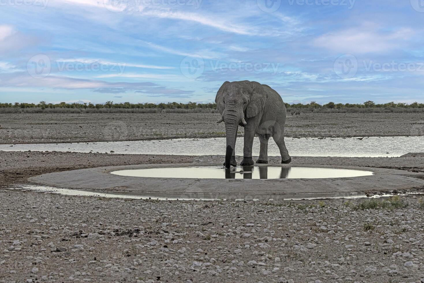 Picture of an drinking elephant at a waterhole in Etosha National Park in Namibia during the day photo