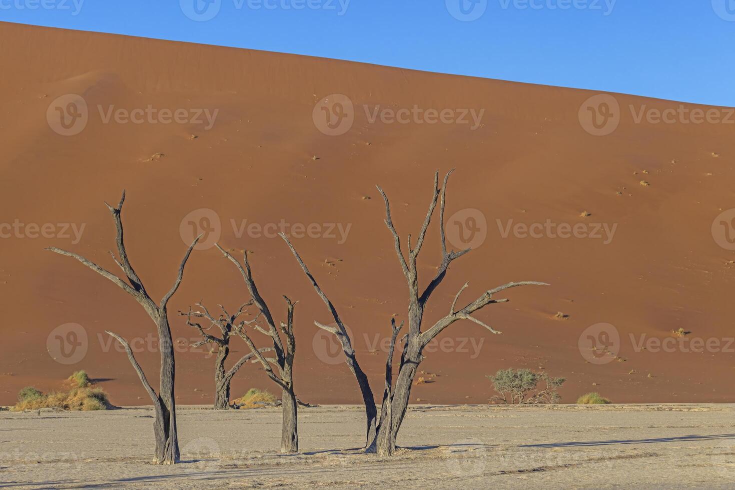 Picture of a dead tree in the Deadvlei salt pan in the Namib Desert in front of red sand dunes in the morning light photo