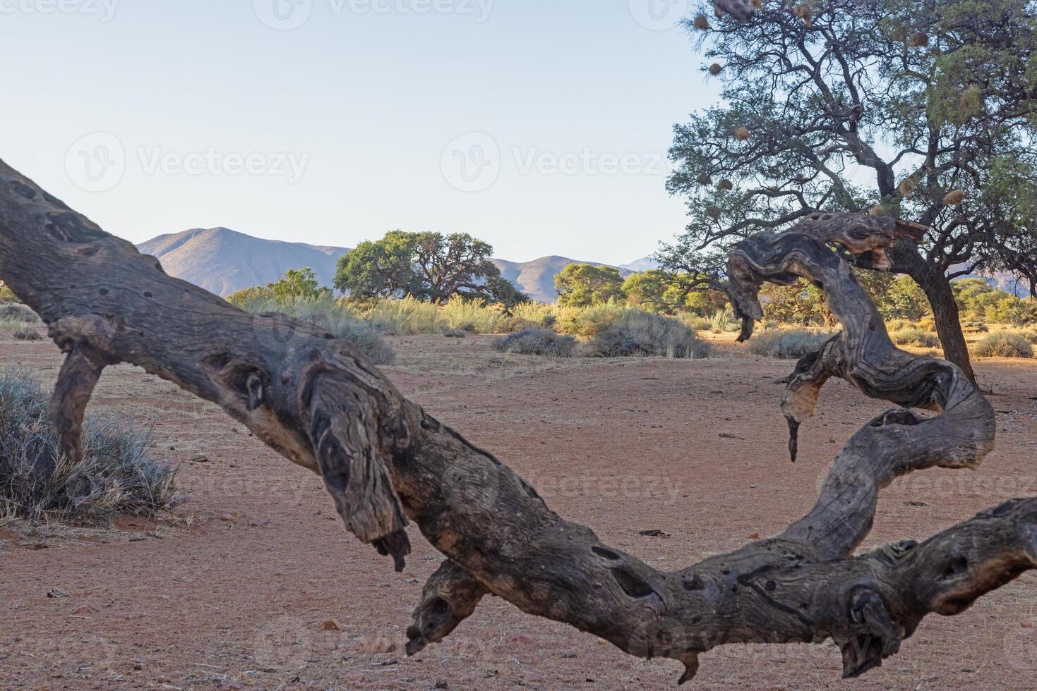 Picture of the unique landscape of the Tiras Mountains on the edge of the Namib Desert in Namibia photo