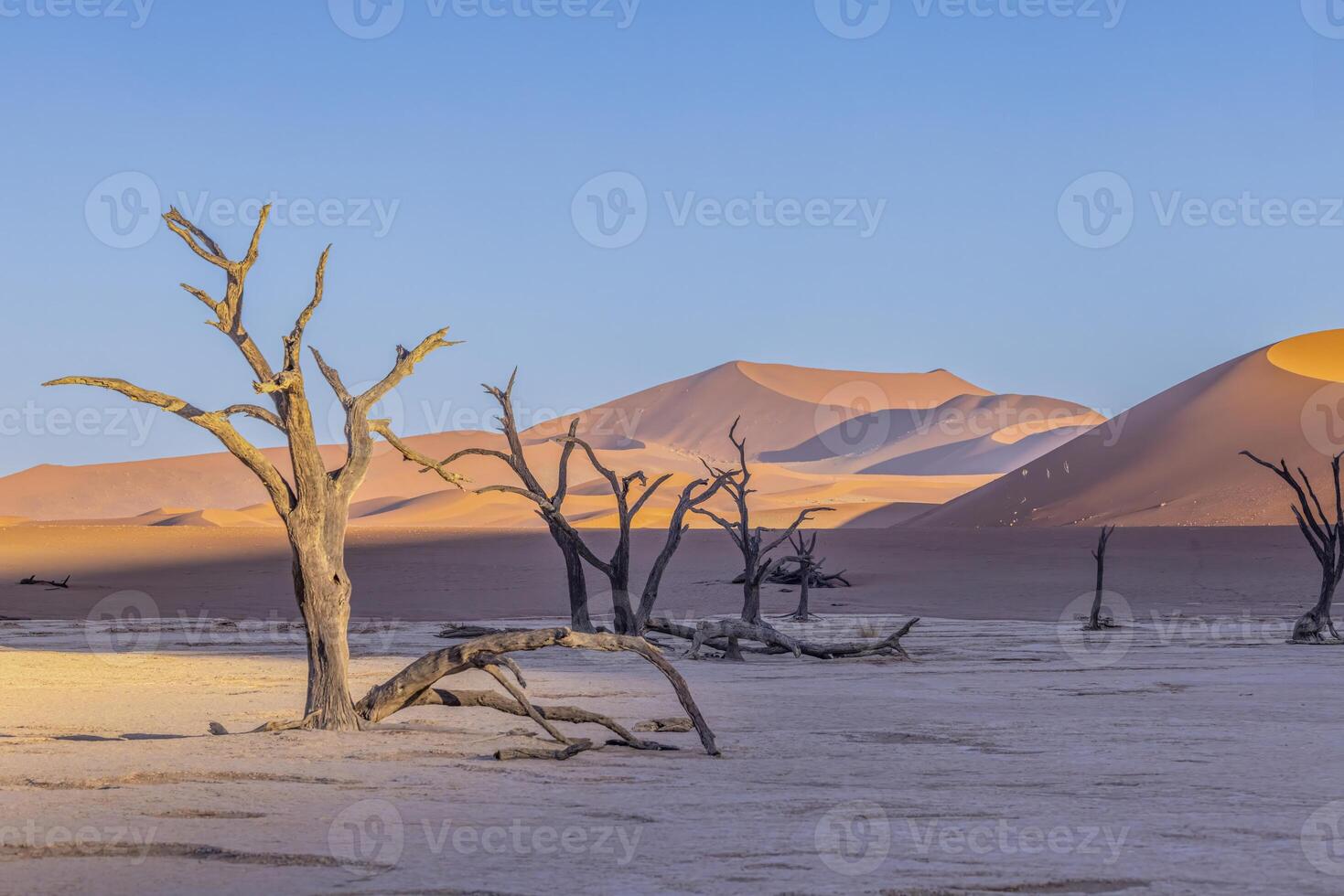 Picture of a dead tree in the Deadvlei salt pan in the Namib Desert in front of red sand dunes in the morning light photo