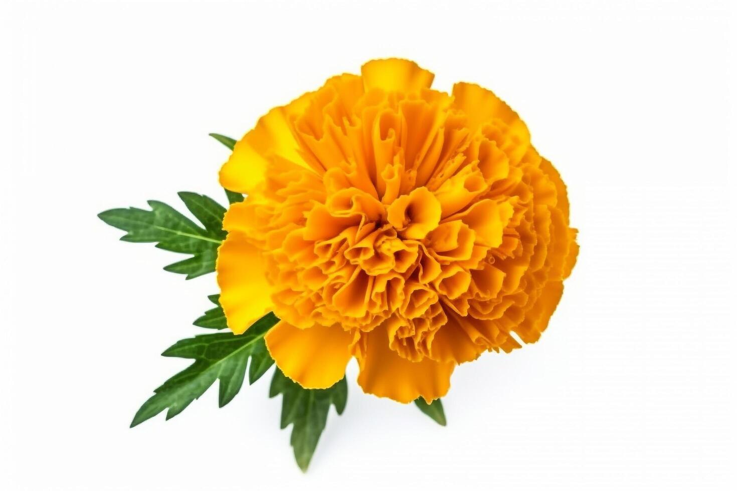 Marigold flower with leaf isolated on white background.. photo