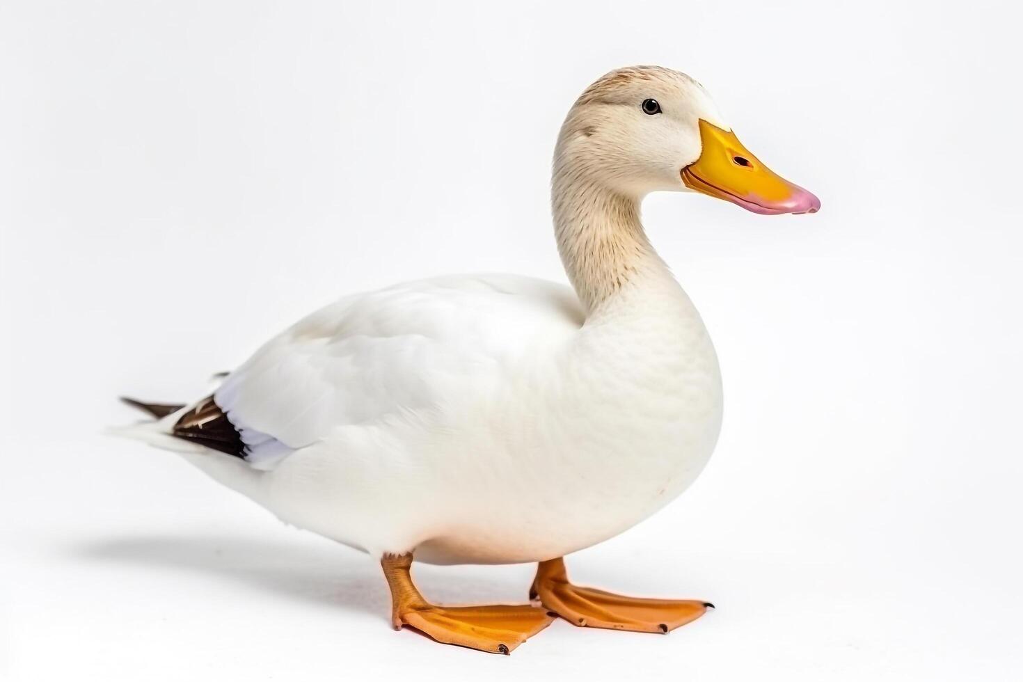 Duck isolated a on white background.. photo