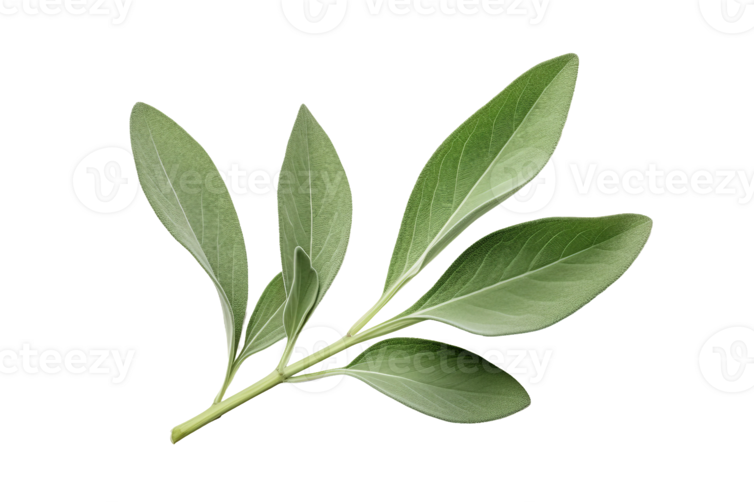 Sage Leaf Elegance on transparent background. png