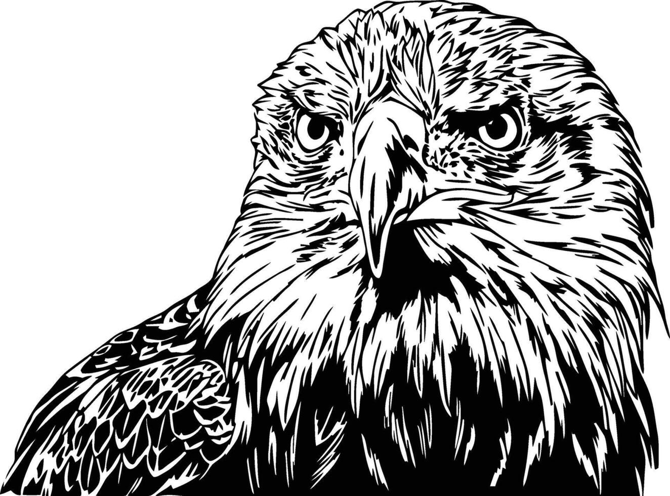 americano calvo águila negro y blanco ilustración vector