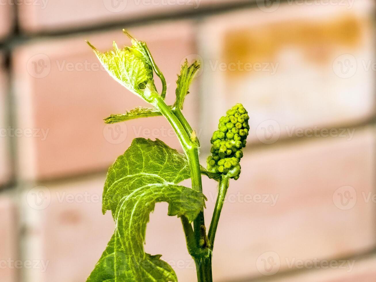 Young leaves and flower buds on a grape vine in spring. Selective focus photo