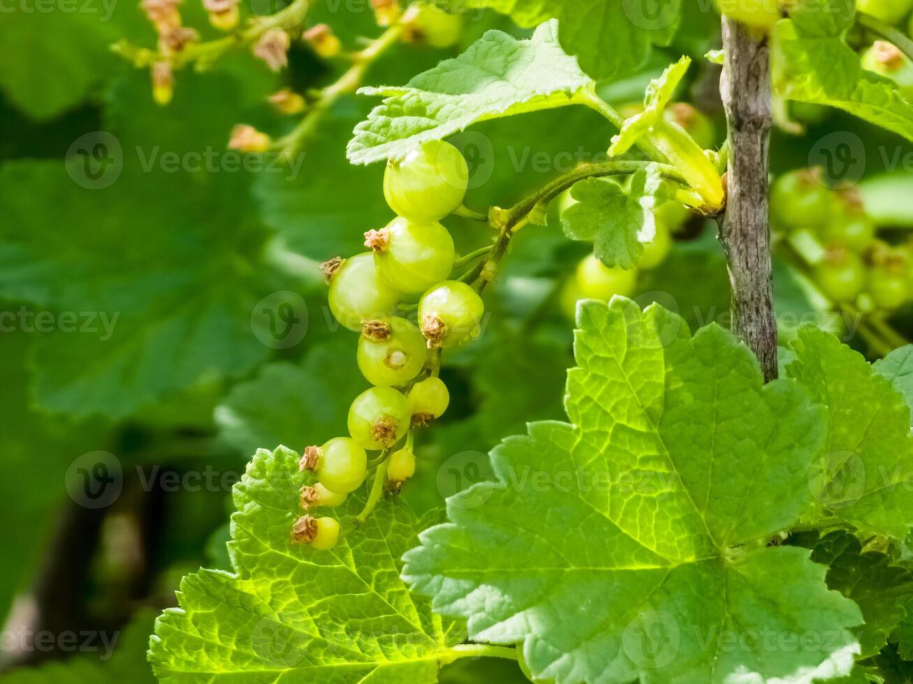 Unripe berries of red currant Ribes nigrum. Ripening berries in the garden photo