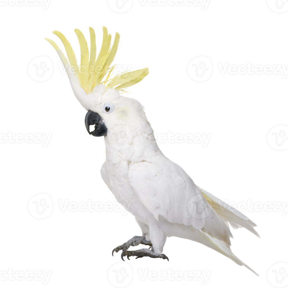 con cresta de azufre cacatúa cacatua galerita png