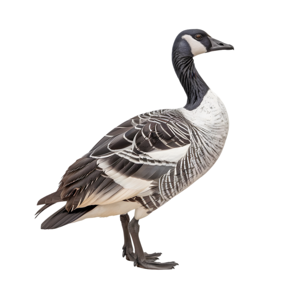 Duck Goose The State Bird of Hawaii png