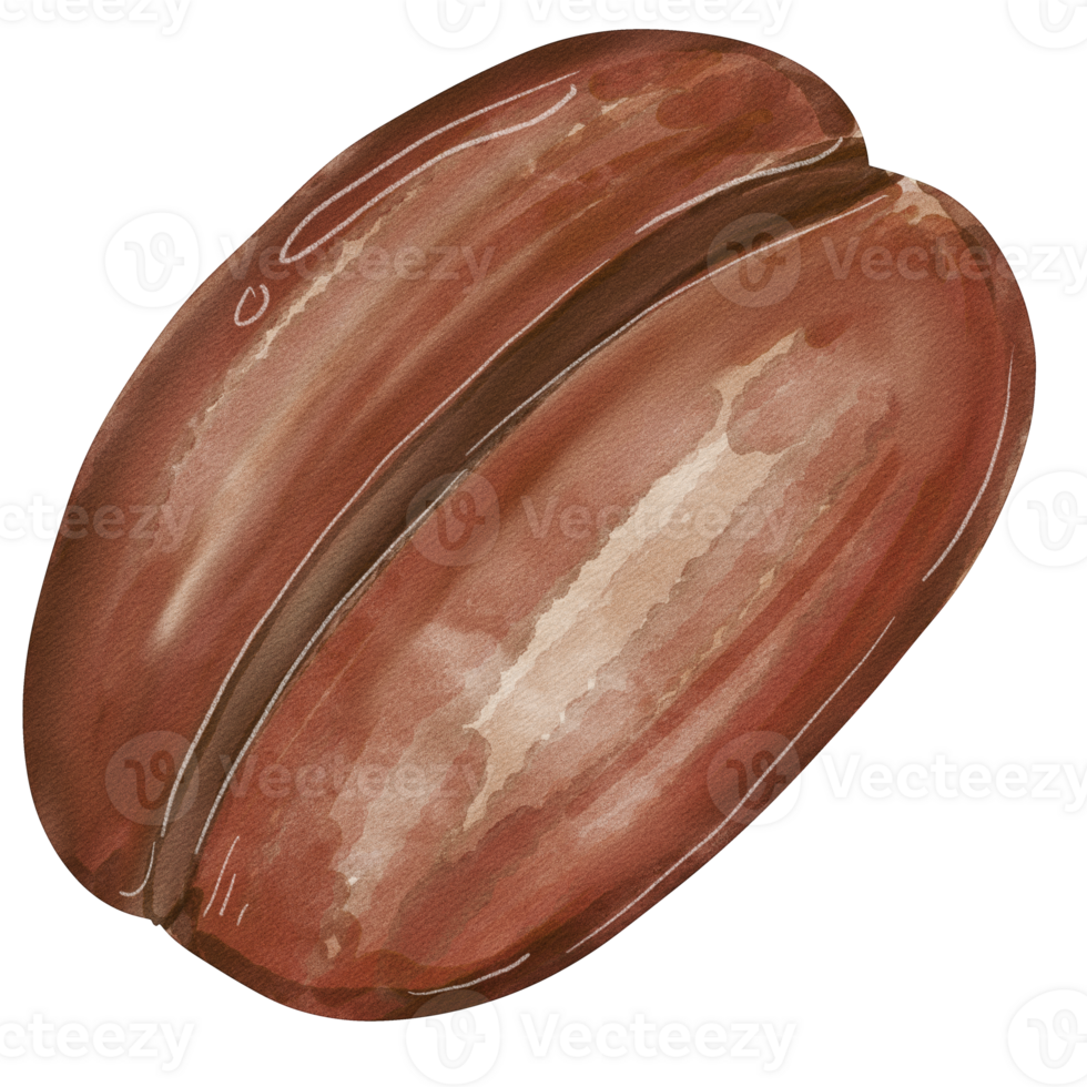 watercolor coffee bean png