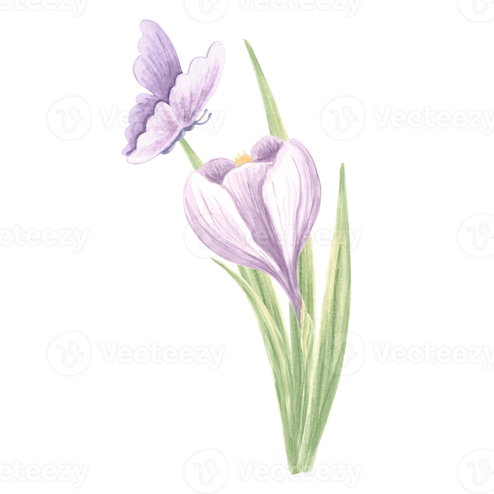 crocus avec papillon violet. aquarelle sauvage fleur. isolé main tiré illustration de printemps Safran fleurir. Prairie herbe et insecte. botanique dessin modèle pour carte, imprimer, emballer, textile. png