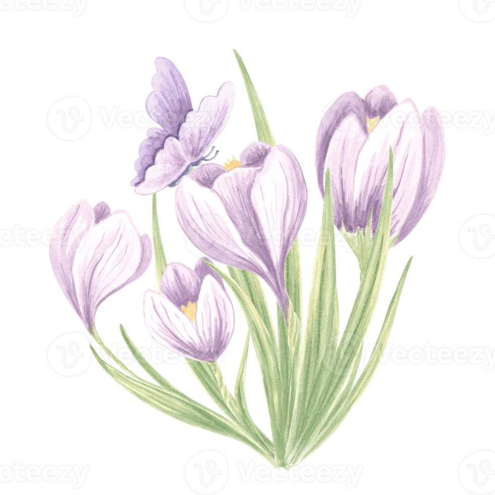 Crocuses with butterfly purple. Watercolor flowers bouquet. Isolated hand drawn illustration of spring saffron blossom. Meadow wild herb. Botanical drawing template for card, print, package, textile. png